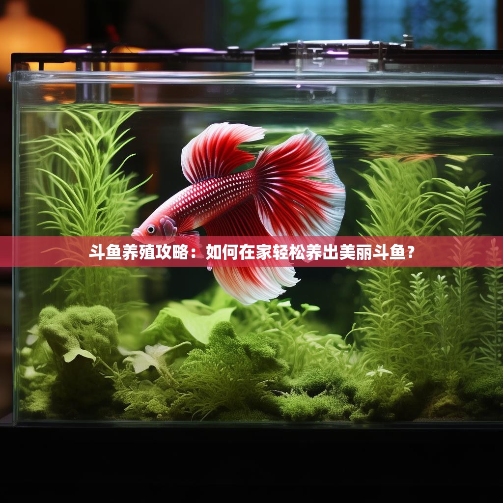 斗鱼养殖攻略:如何在家轻松养出美丽斗鱼?